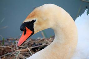 portrait of white Swan Bird