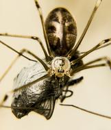Insect Invertebrate Magnification