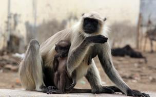 furry monkey with a baby