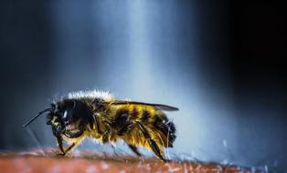 Insect Bee Nature