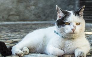 Animal Cute Cat