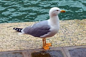 Bird Seagull Wings
