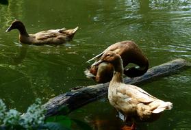 Duck Bird Body Of Water