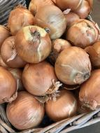 onions not peeled in a basket