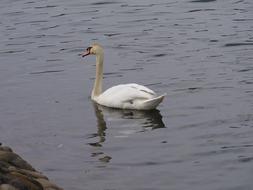 floating bird in the lake