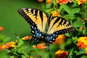 Swallowtail Butterfly among colorful flowers