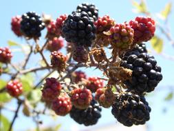 sweet blackberry bush