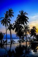 Palm Beach Tropical