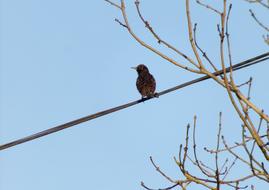 Bird Nature Fauna