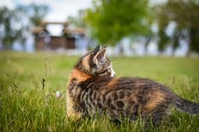 kitten walking in the grass