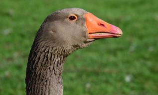 Goose Head Bill portrait