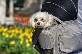 Little Dog in bag