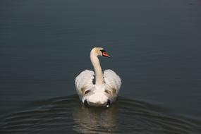 white swan with wings swims away