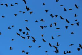 Bird Sky