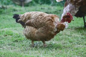 Hen Bird walking on grass
