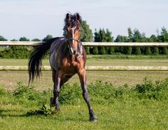 Horse Run Grass