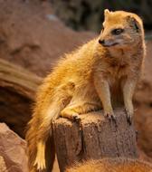 cute meerkat sits on a stump