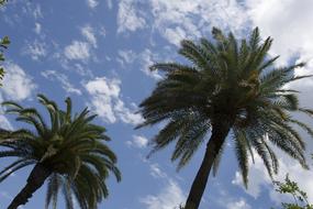 Palm tropical Trees