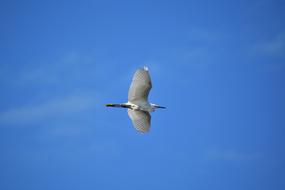 Animal Sky Bird Wild