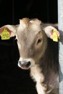 Calf Mammal Animal