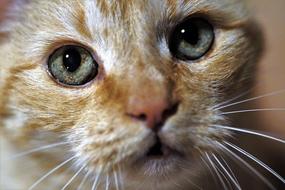 Close up of the cat face with green eyes