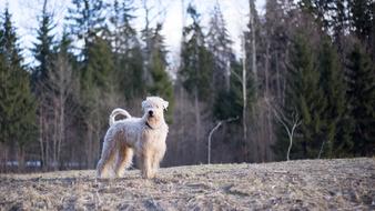 Dog Nature Wood