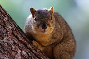 Mammal Cute Nature