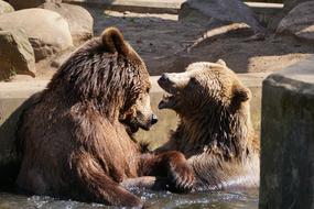 Brown Bears at the zoo