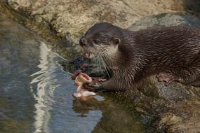 Clawed Otter Mammal Waters Animal