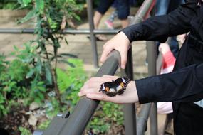 People Adult and butterfly