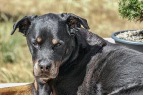 black dog with a big nose