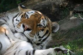 Cat Fauna Tiger