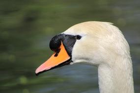 Bird Animal World Nature