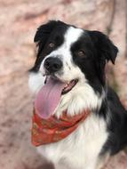 Dog Animal Portrait