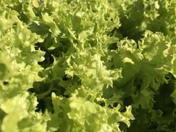 lettuce leaf on the farm