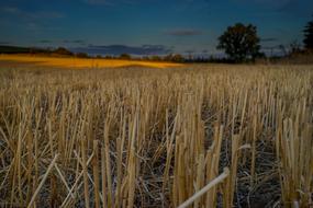 Field Cornfield Sunset