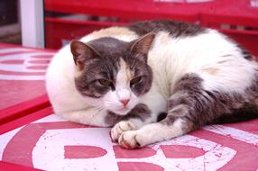 Cat Concerns Red