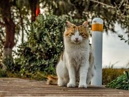 Animal Cat Stray