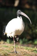 Ibis Bird White