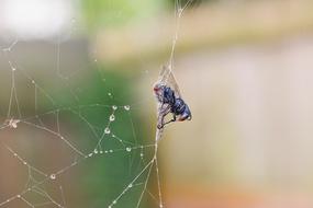 Spider Spiderweb Insect