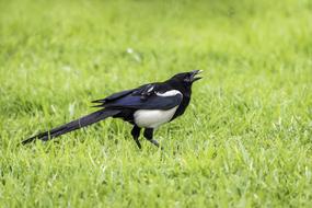 Bird Nature Grass