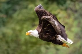Bird Animal World Nature