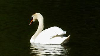 Bird Swan Body Of Water