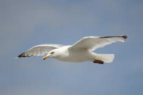 Seagull Flying Flight