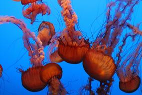 Monterey Aquarium
