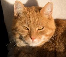 ginger cat in the sunshine