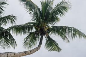 Tree Coconut Island