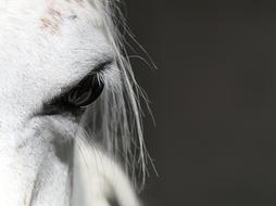 white Horse Eye Portrait