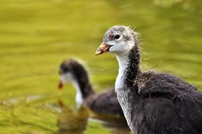 wild cute ducks