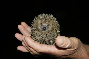 Mammal Hedgehog Nature